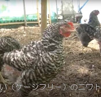 日本の現状：バタリーケージ飼育